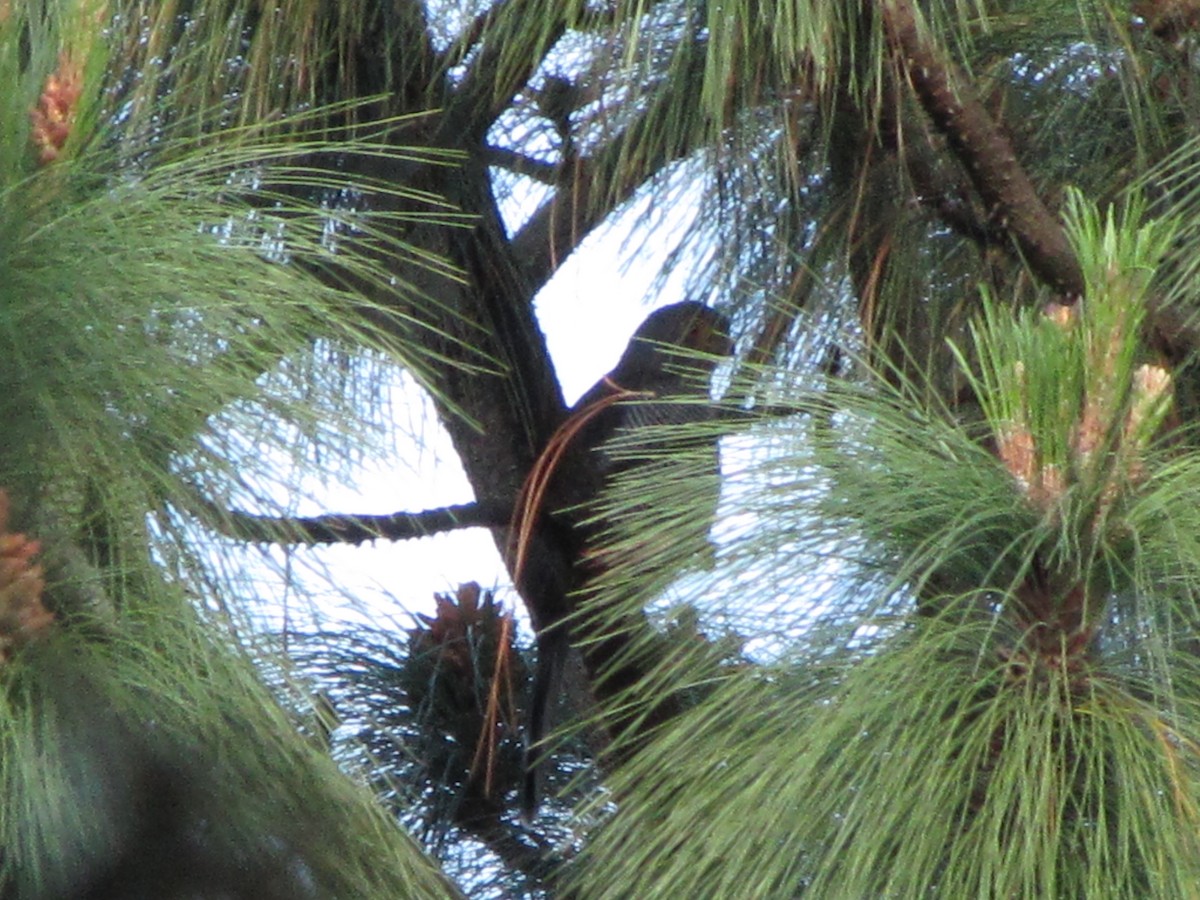 Barred Forest-Falcon - ML626834981