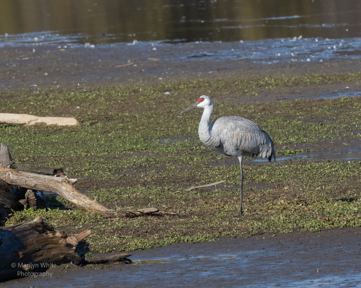 Sandhill Crane - ML626834985