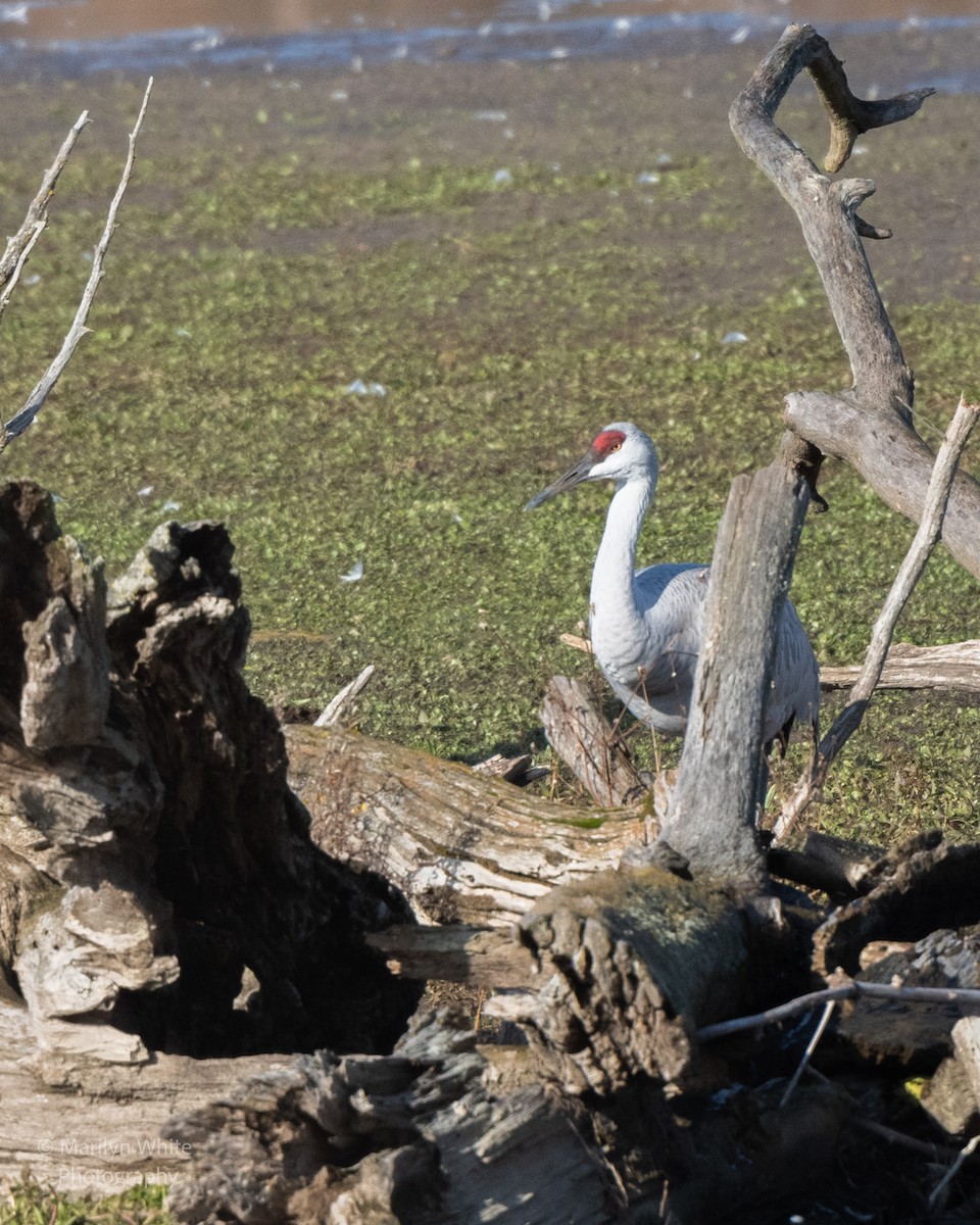 Sandhill Crane - ML626834993