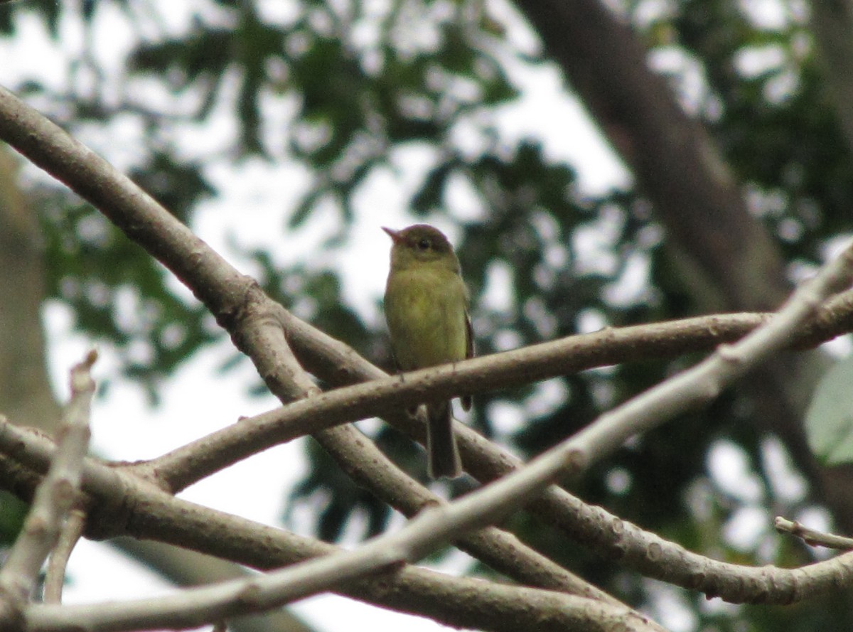 Yellow-bellied Flycatcher - ML626835596