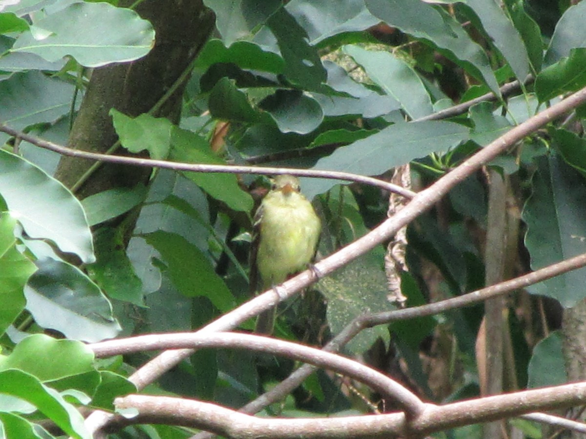 Yellow-bellied Flycatcher - ML626835597