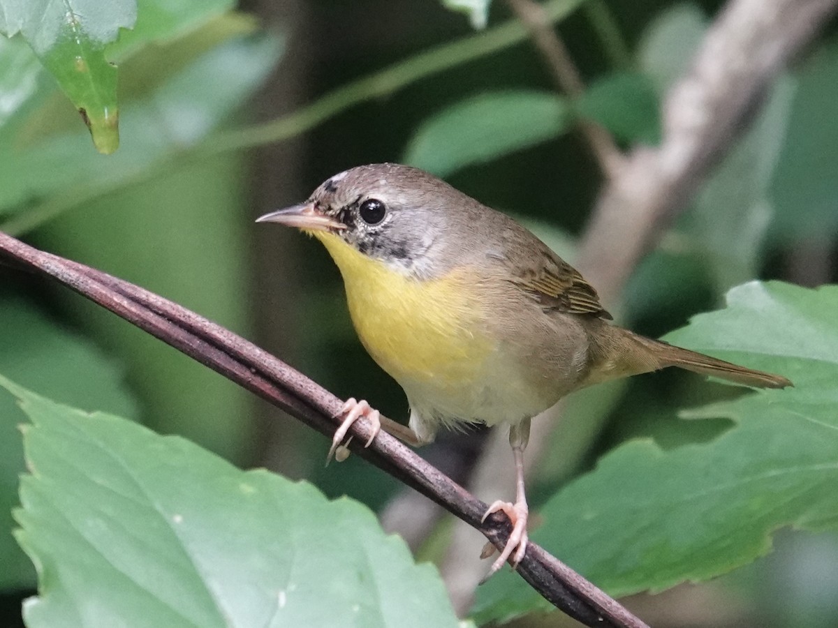 Common Yellowthroat - ML626835657