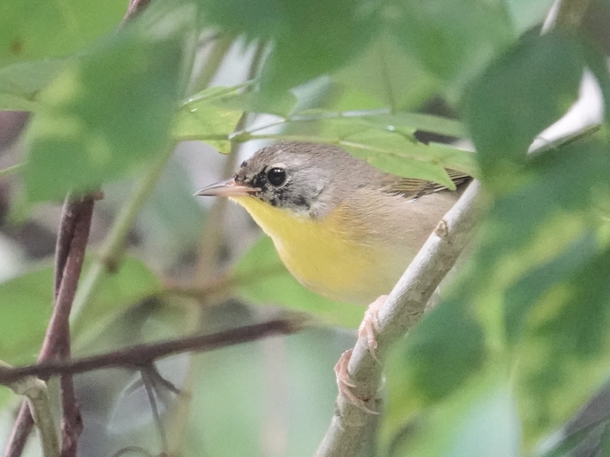 Common Yellowthroat - ML626835658