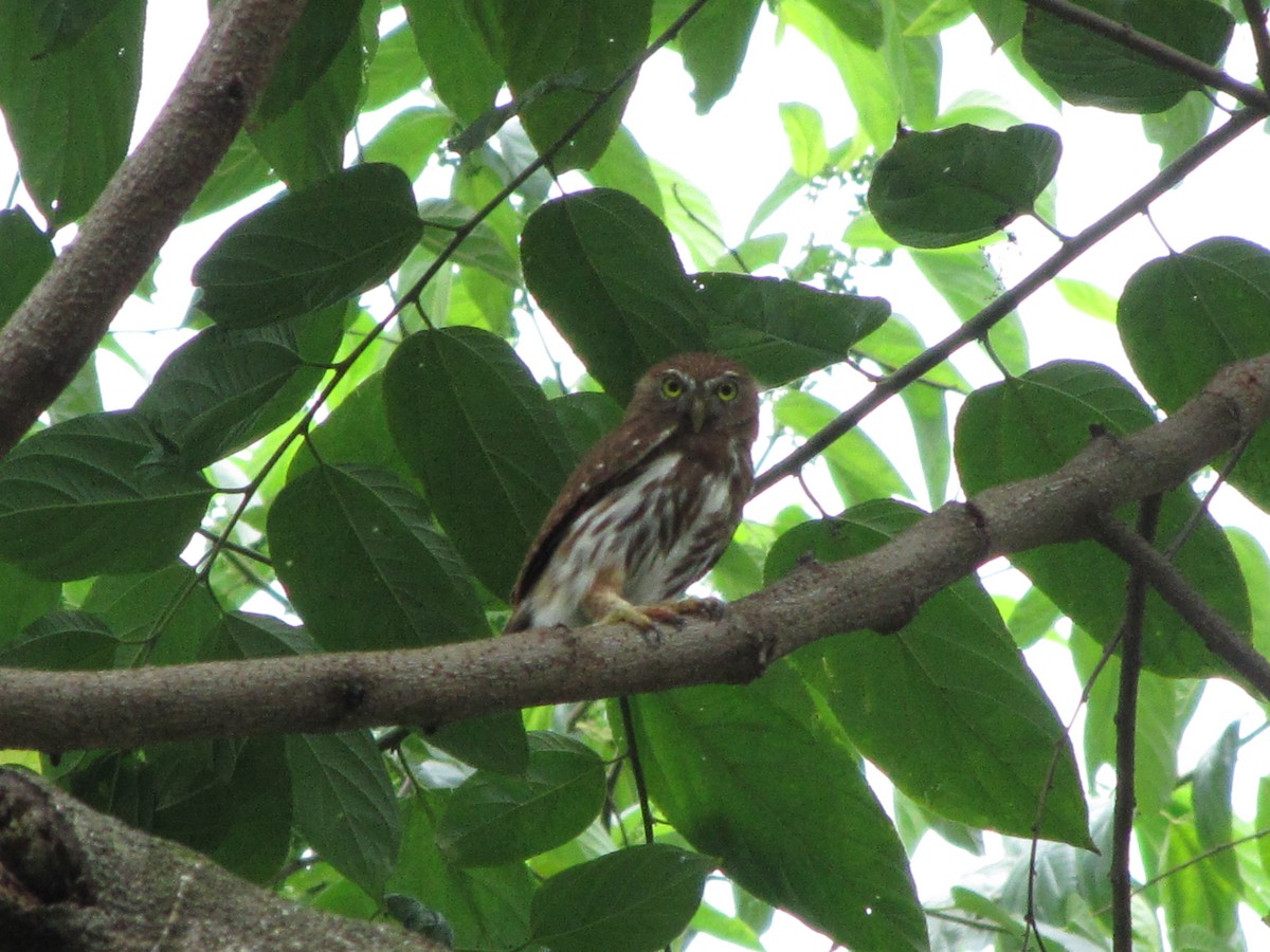 Ferruginous Pygmy-Owl - ML626835666