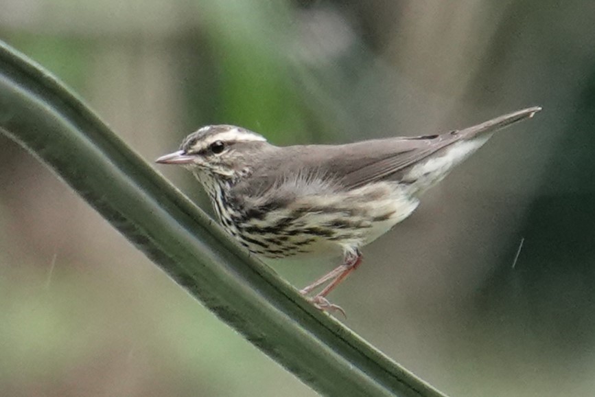 Northern Waterthrush - ML626835667