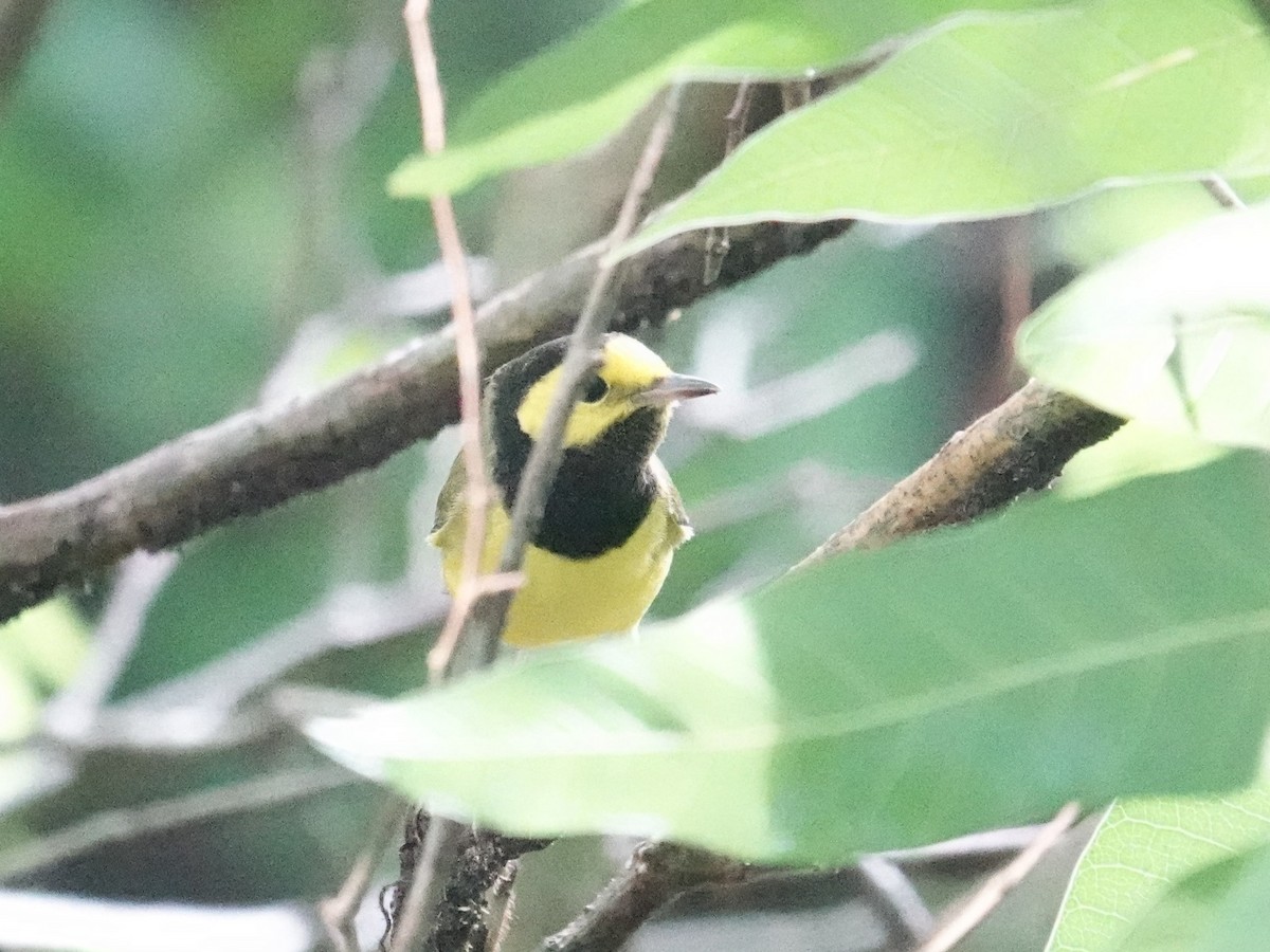 Hooded Warbler - ML626835672