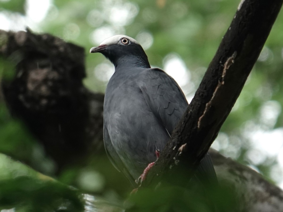 White-crowned Pigeon - ML626835680