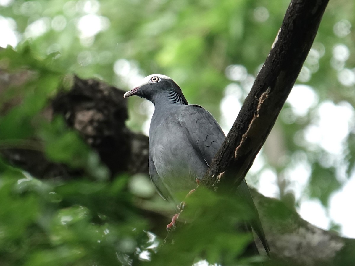 White-crowned Pigeon - ML626835681