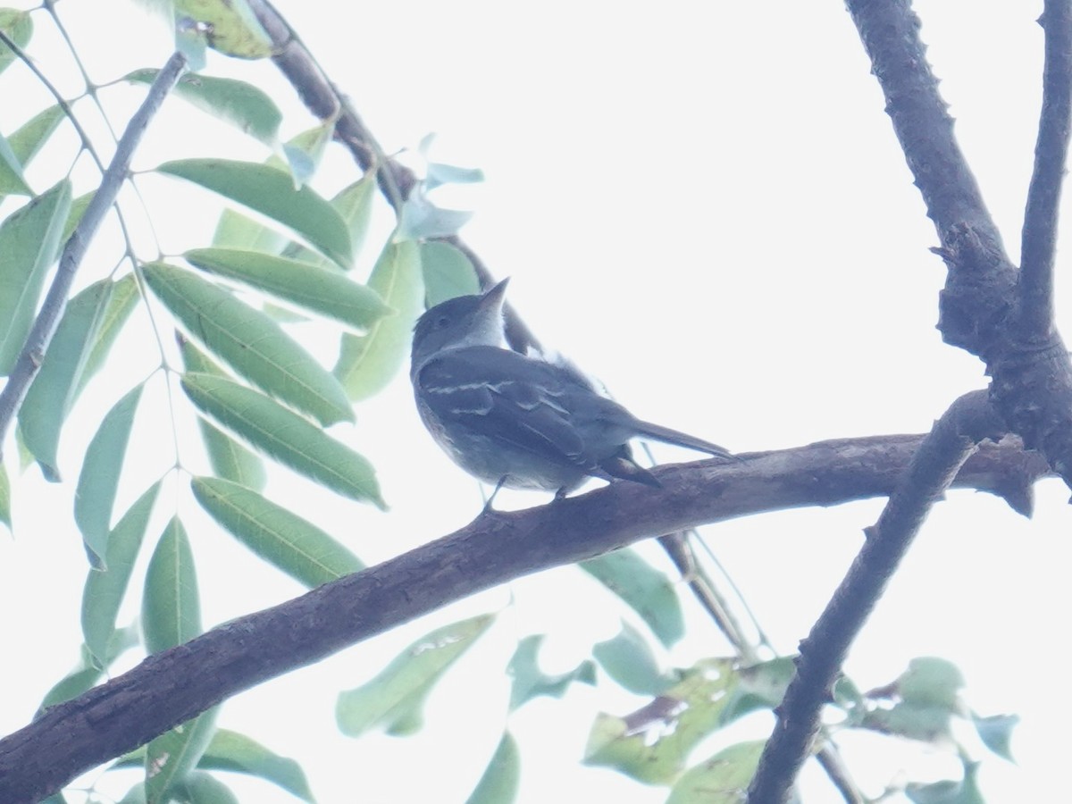 Yellow-bellied Flycatcher - ML626835686