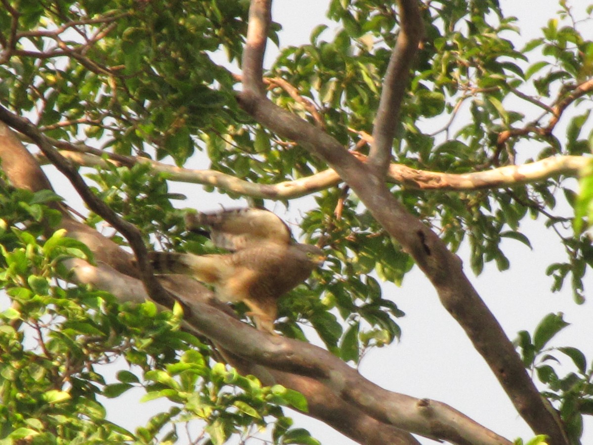 Roadside Hawk - ML626835690
