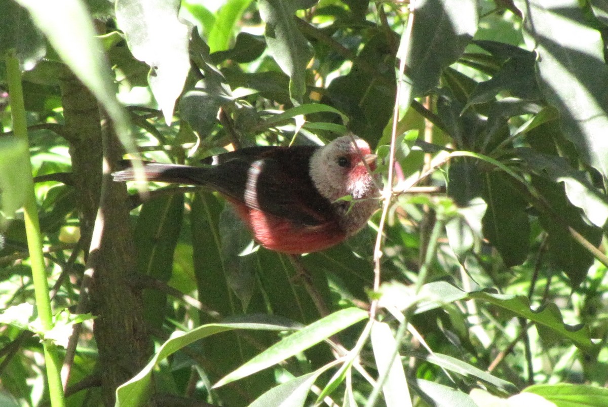 Pink-headed Warbler - ML626835712