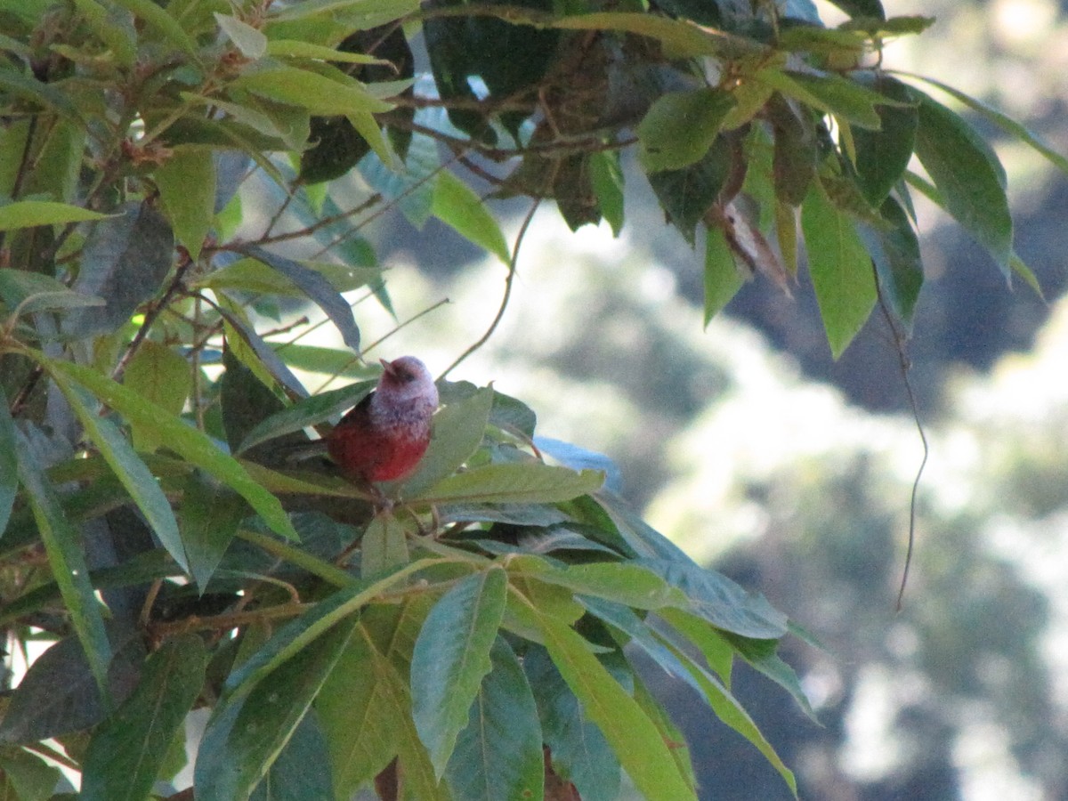 Pink-headed Warbler - ML626835713