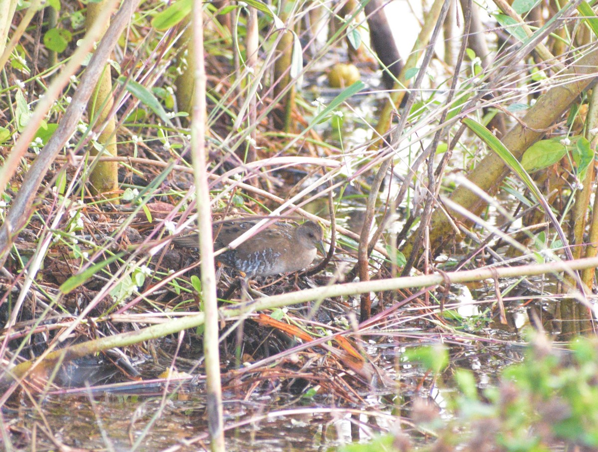 Baillon's Crake - ML626835715