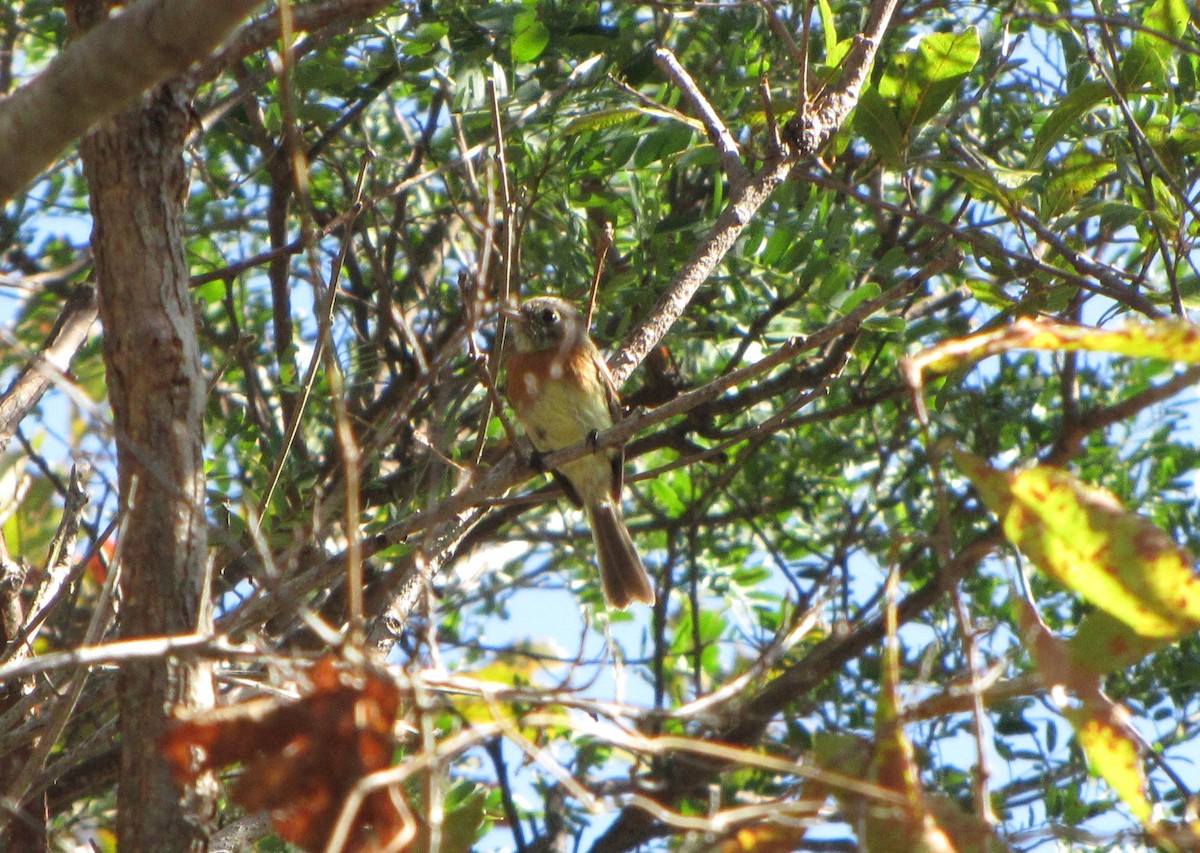 Belted Flycatcher - ML626835912