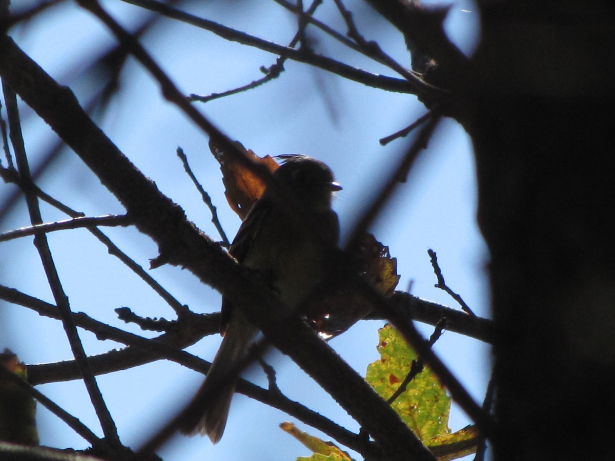 Belted Flycatcher - ML626835913