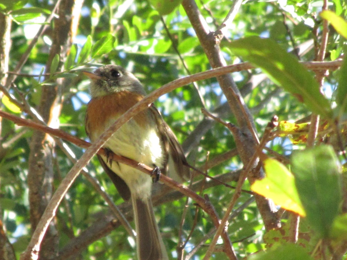 Belted Flycatcher - ML626835914