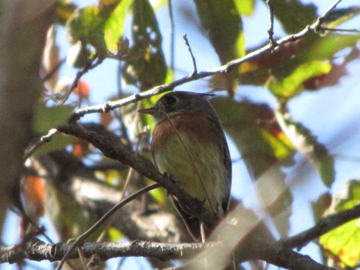 Belted Flycatcher - ML626835915