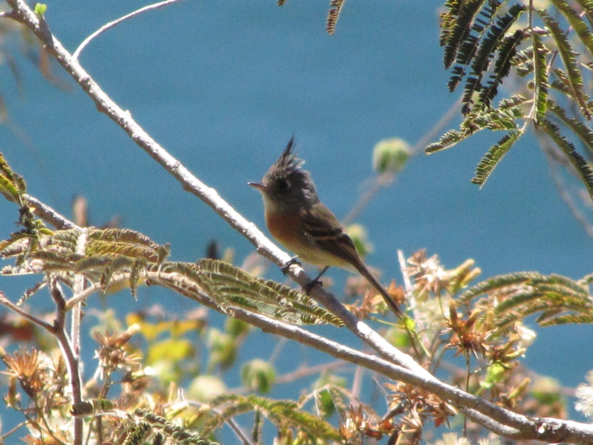 Belted Flycatcher - ML626835916