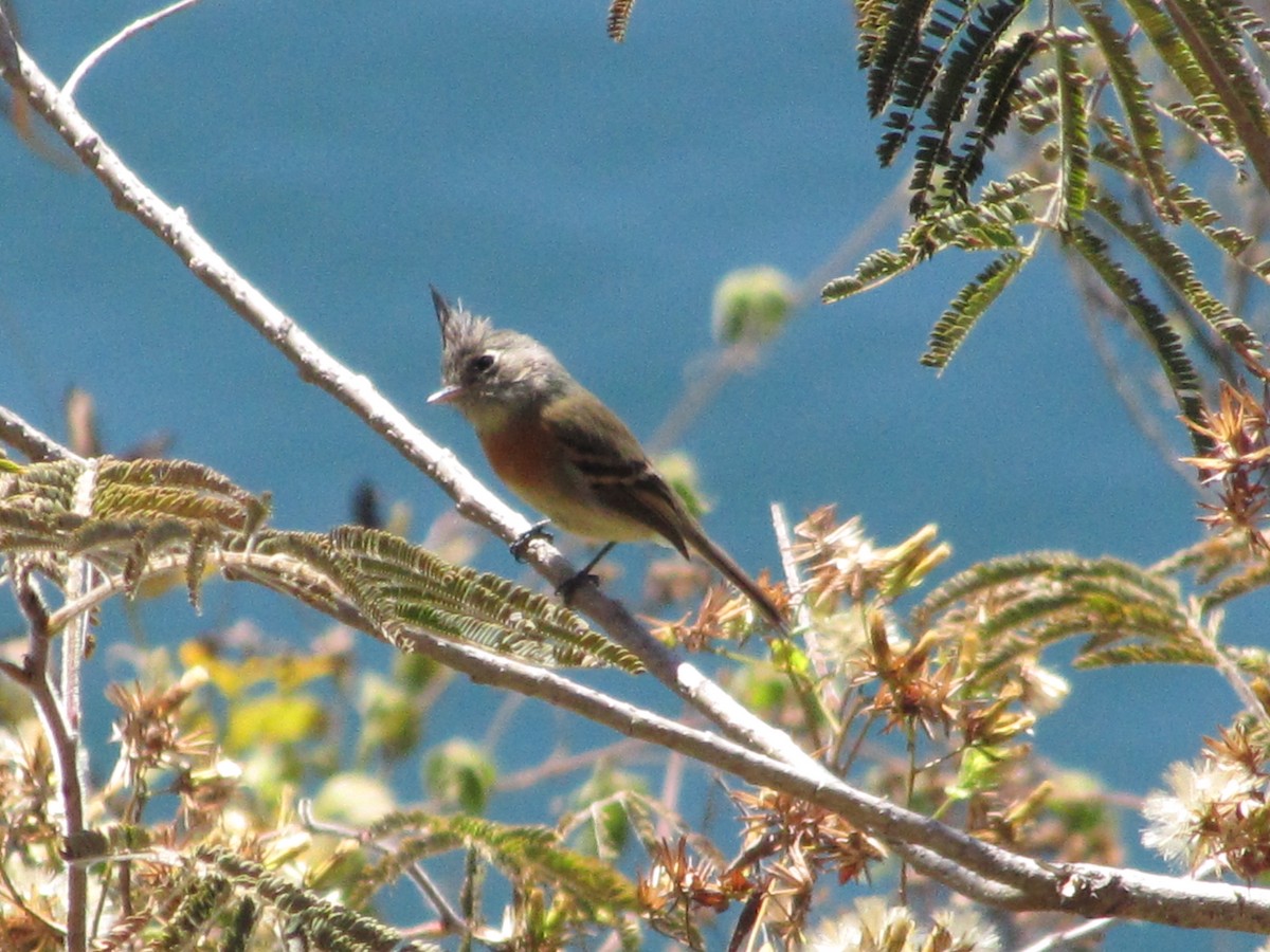 Belted Flycatcher - ML626835917