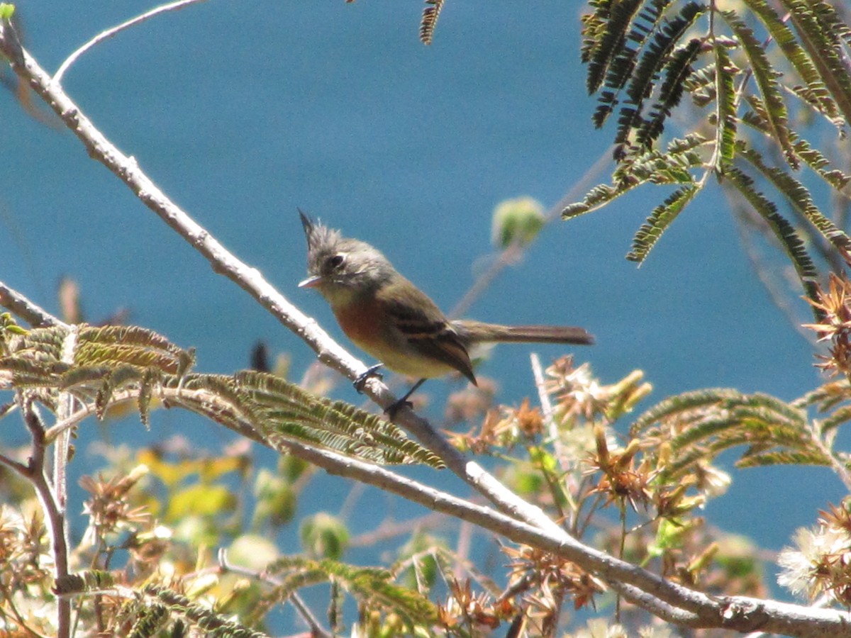 Belted Flycatcher - ML626835918