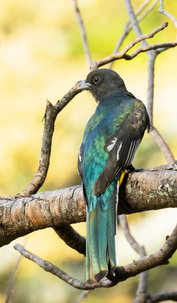 Citreoline Trogon - ML626835949