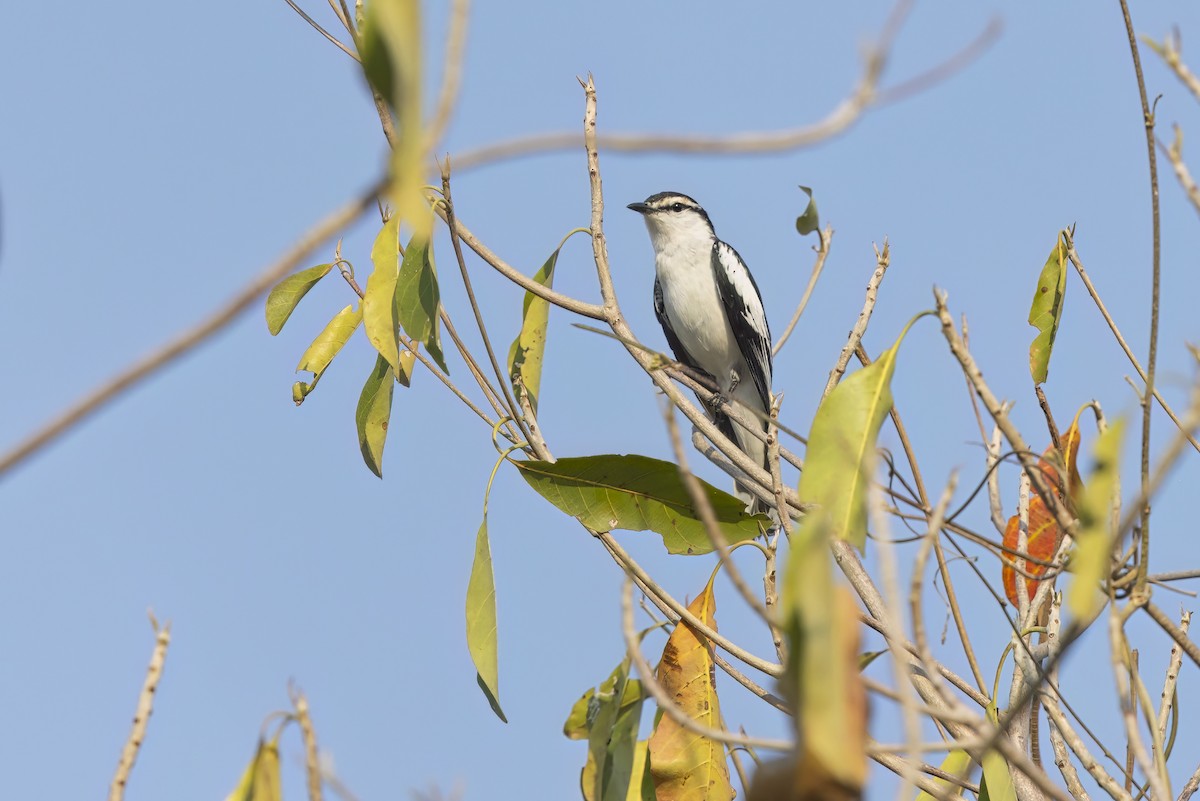 White-shouldered Triller - ML626836062