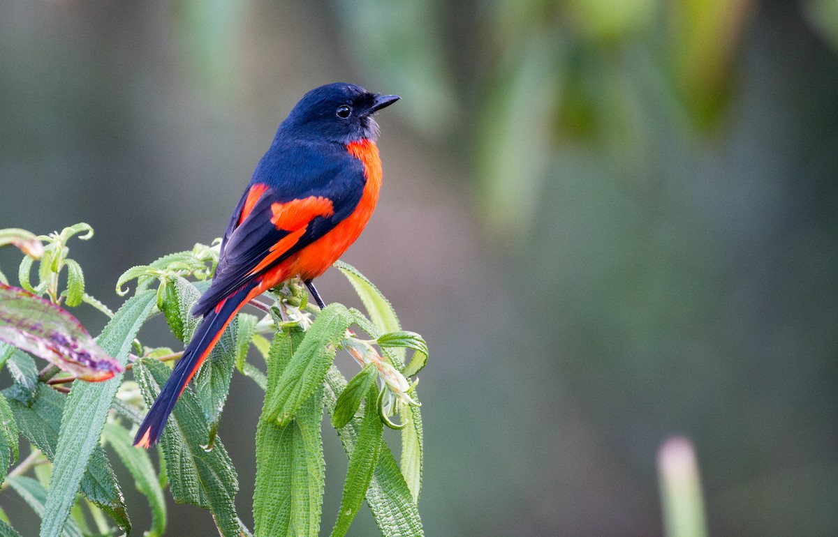 Gray-chinned Minivet (Gray-throated) - ML626836179