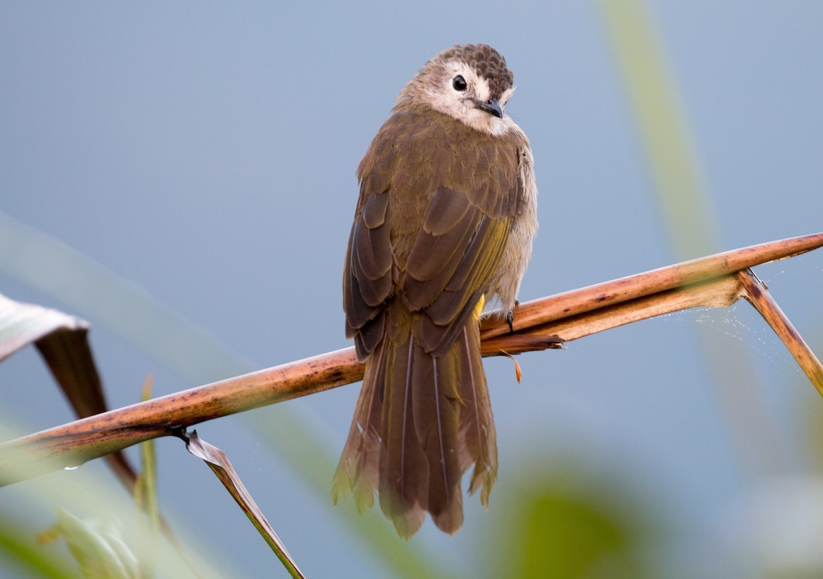 Pale-faced Bulbul - ML626836180