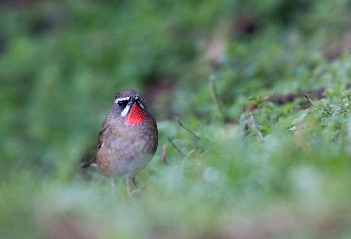 Siberian Rubythroat - ML626836185