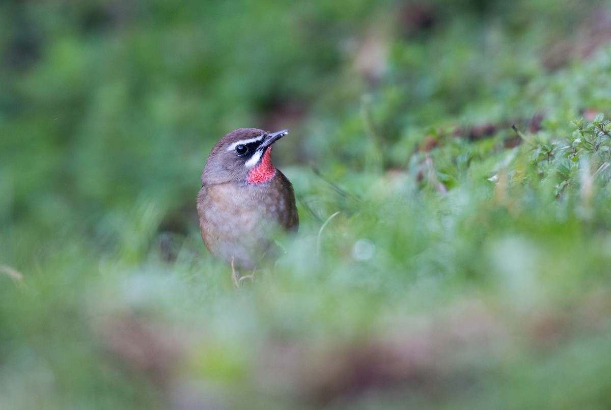 Siberian Rubythroat - ML626836186