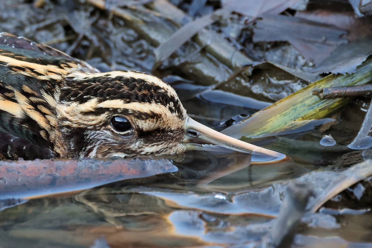 Bécassine sourde - ML626836296