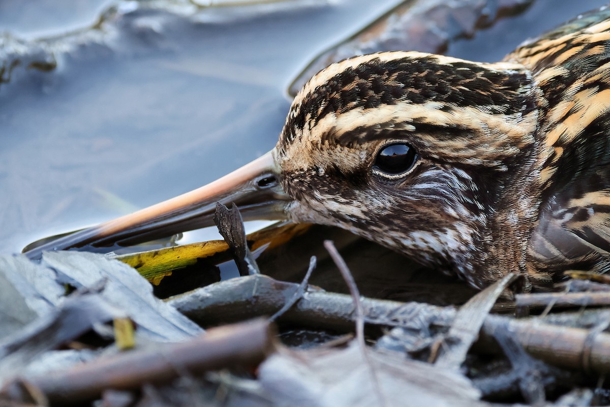 Bécassine sourde - ML626836301