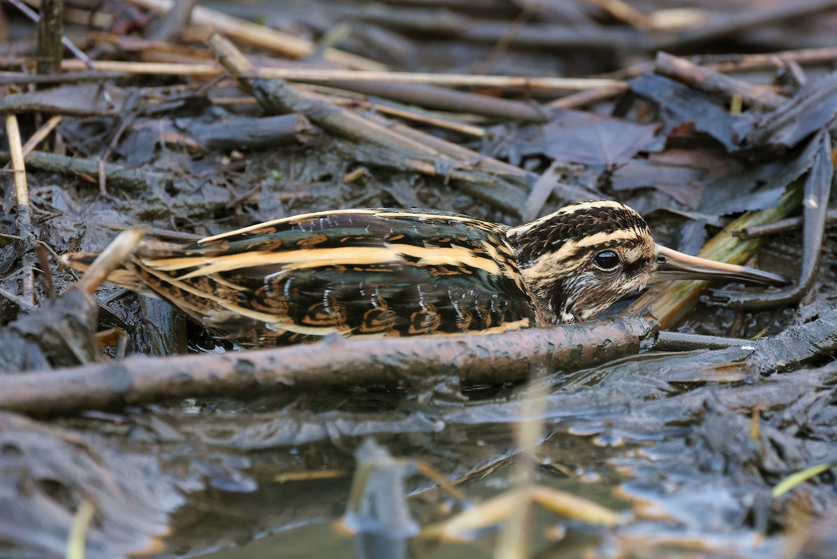 Bécassine sourde - ML626836306