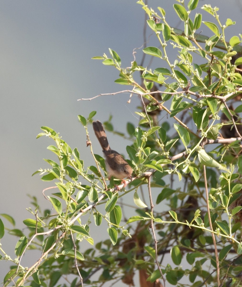 Graceful Prinia - ML626836541