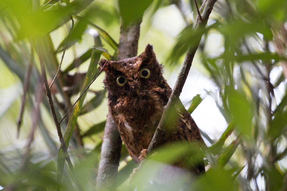 Mountain Scops-Owl - ML626836545