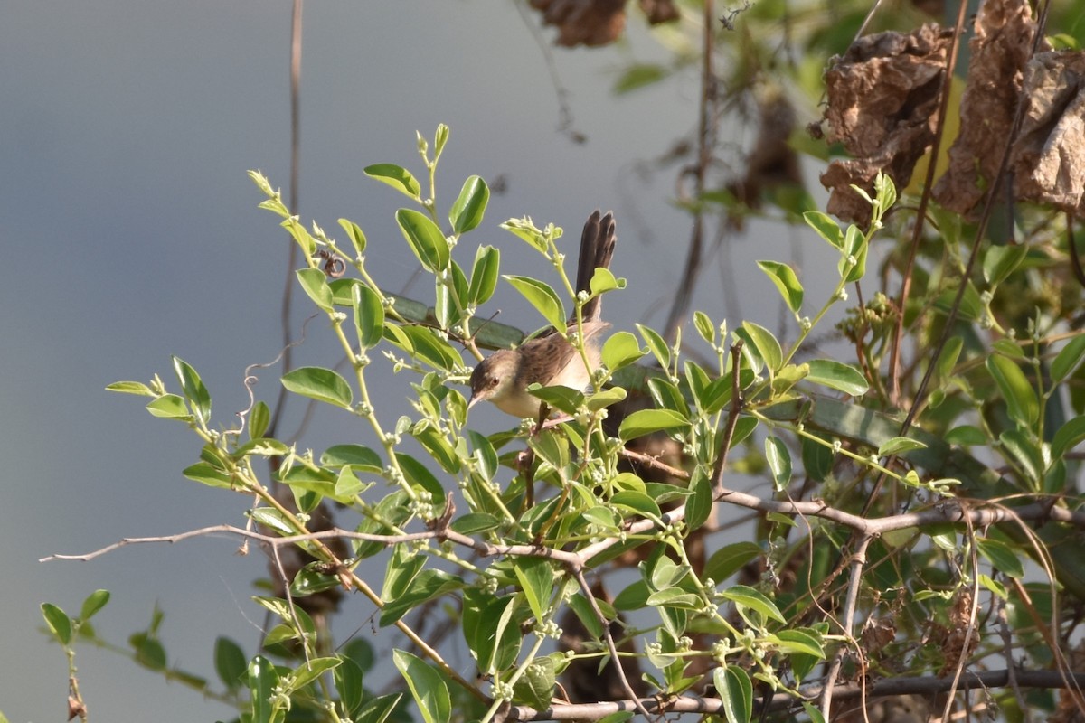 Graceful Prinia - ML626836551