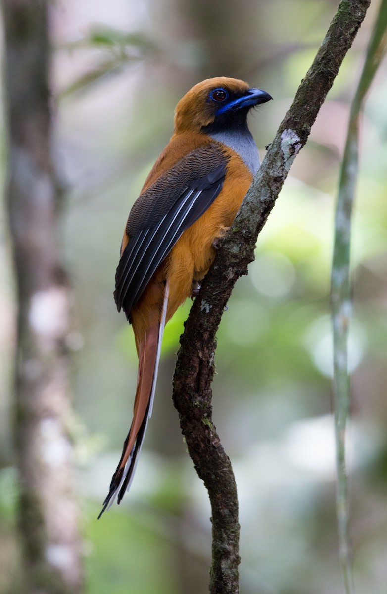 Whitehead's Trogon - ML626836555