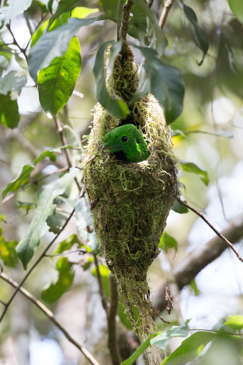 Whitehead's Broadbill - ML626836559