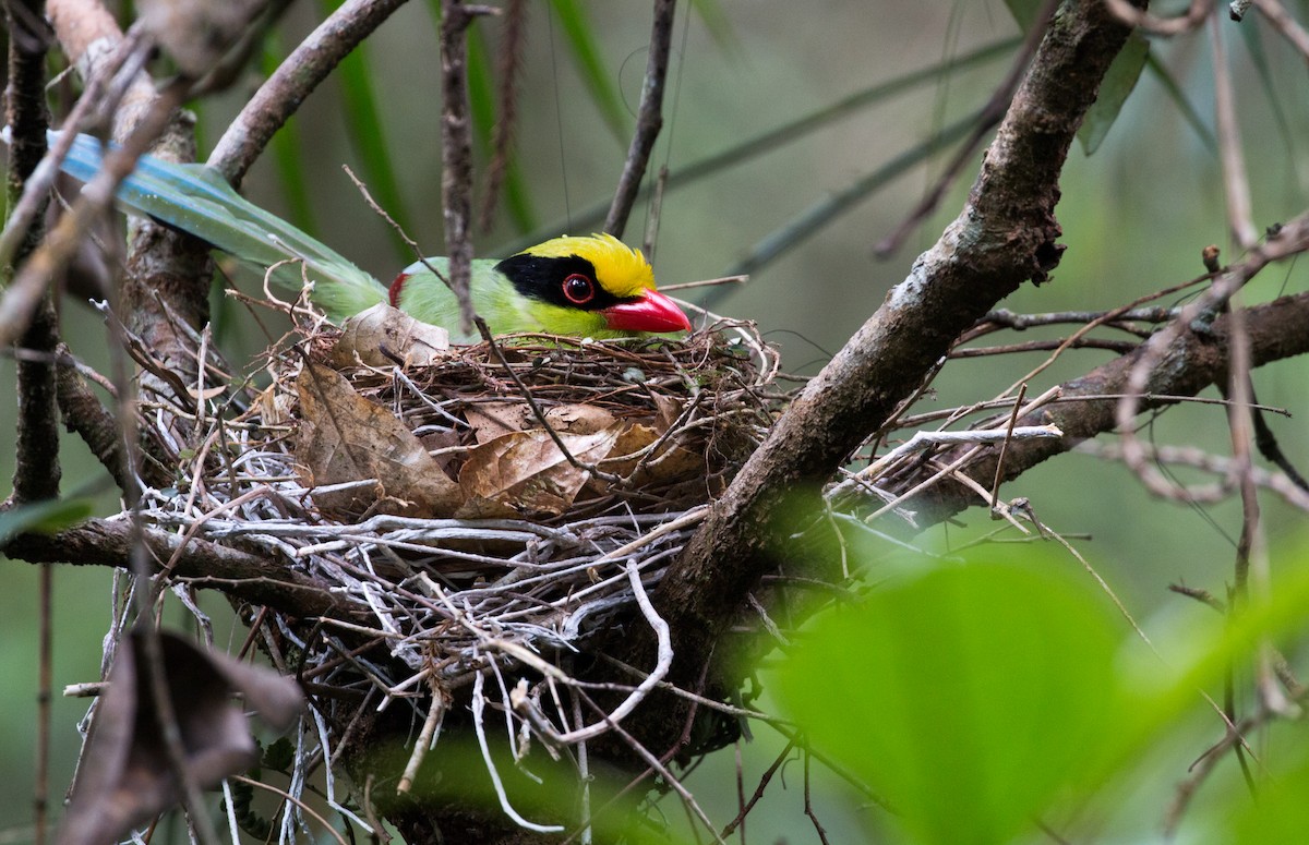 Common Green-Magpie (Common) - ML626836567