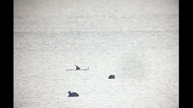 Common Eider - ML626836569