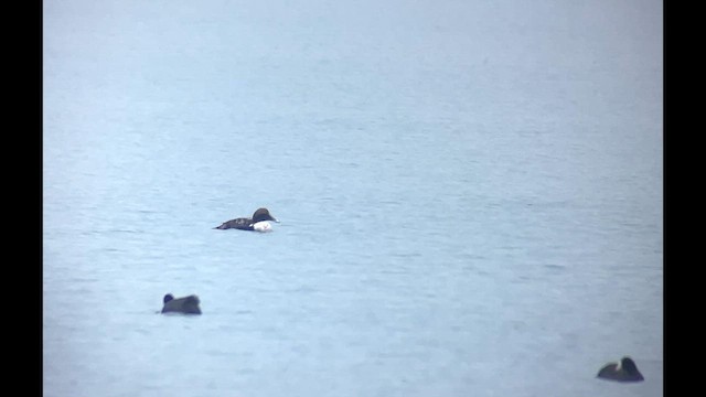 Common Eider - ML626836570