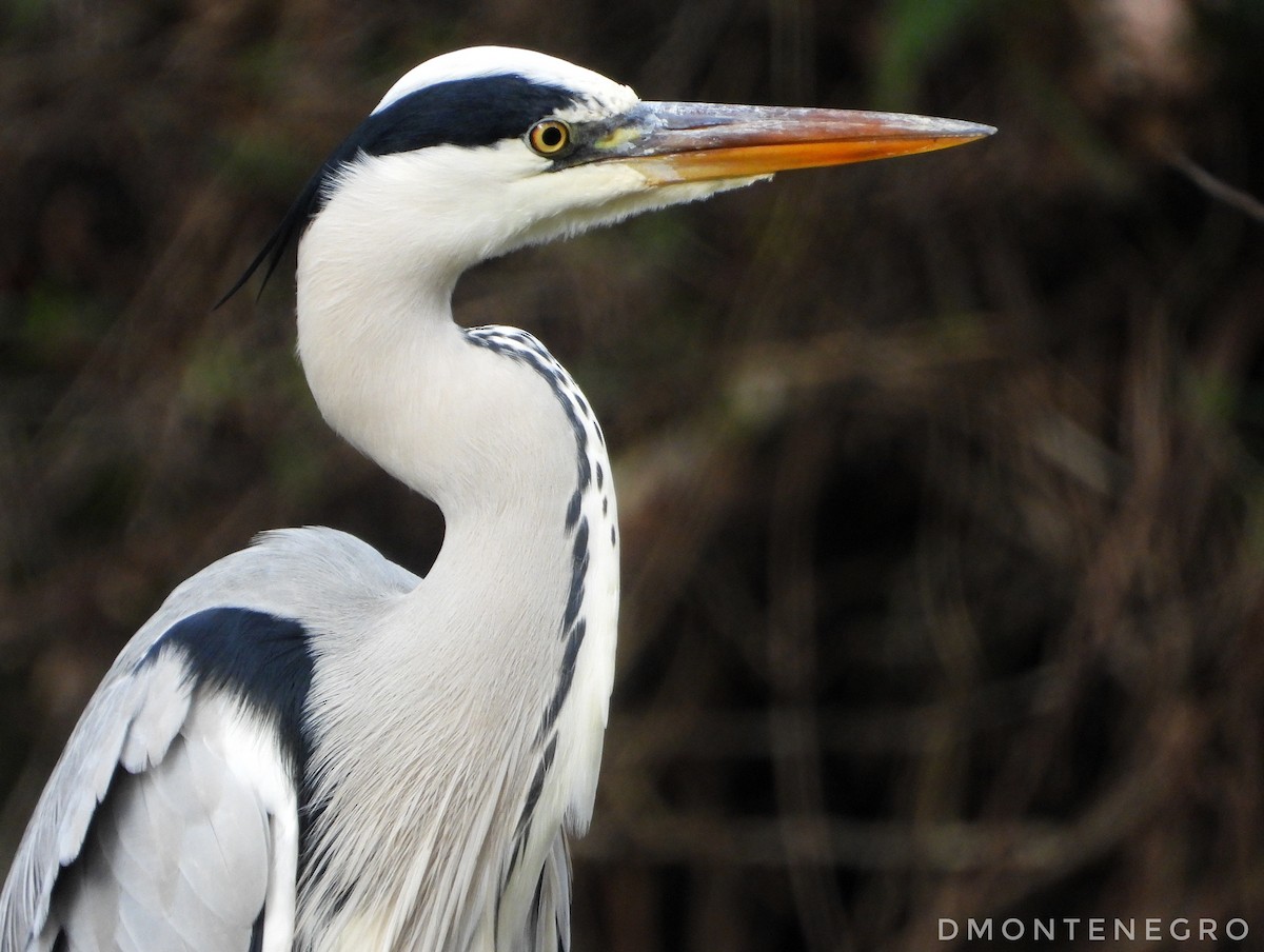 Airone cenerino - ML626836746