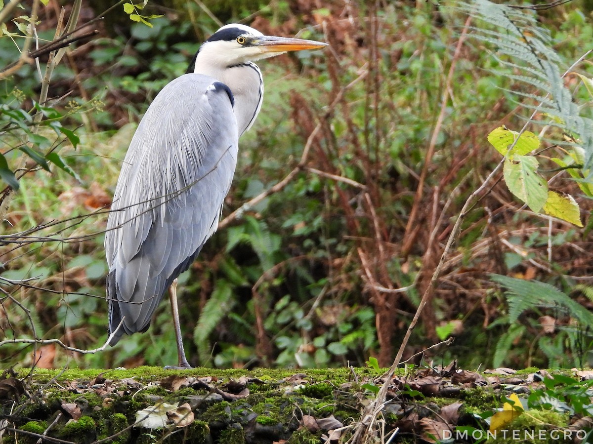 Airone cenerino - ML626836747