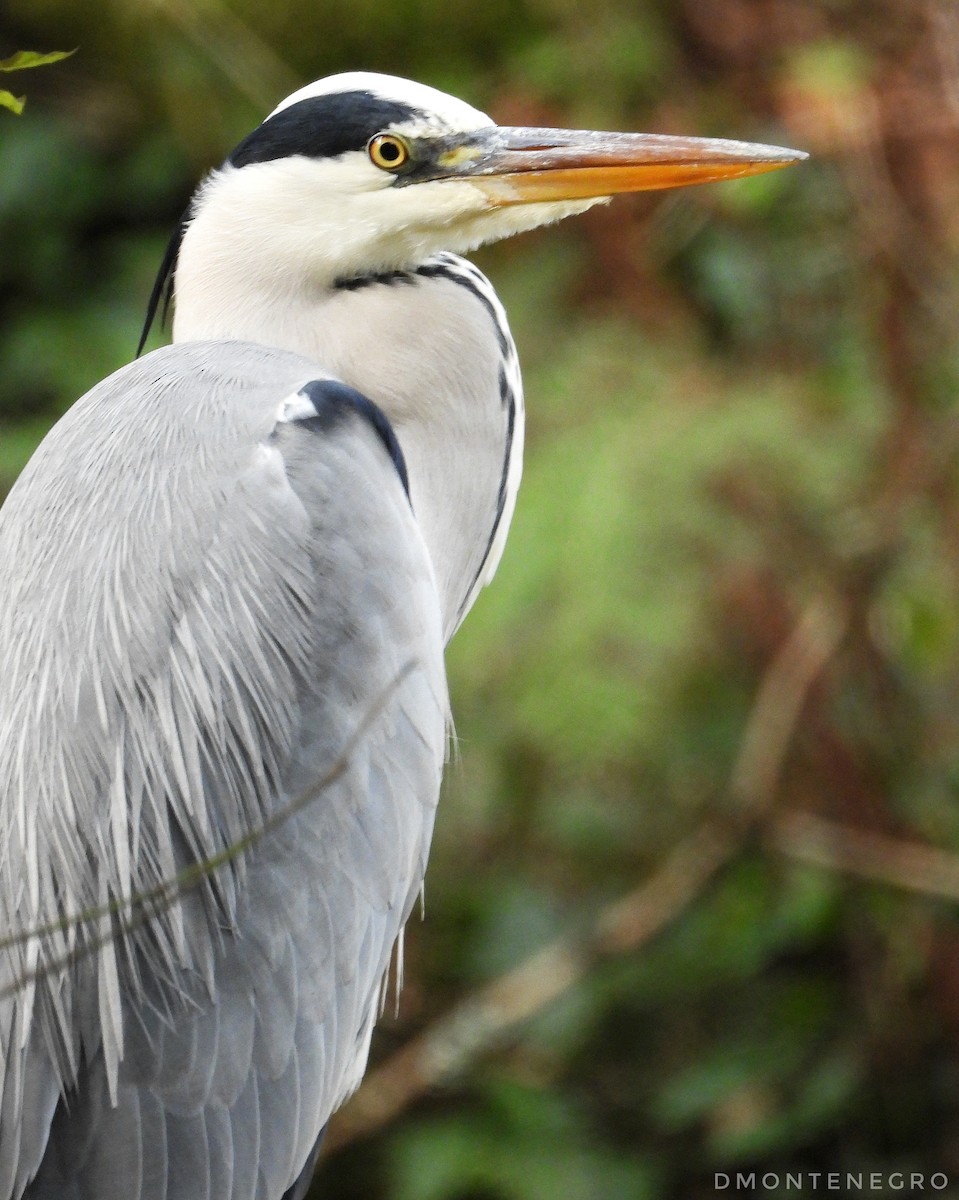 Airone cenerino - ML626836748