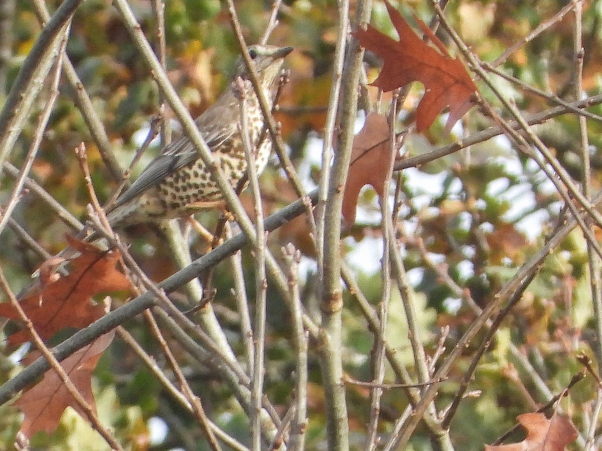 Tordela - ML626836784