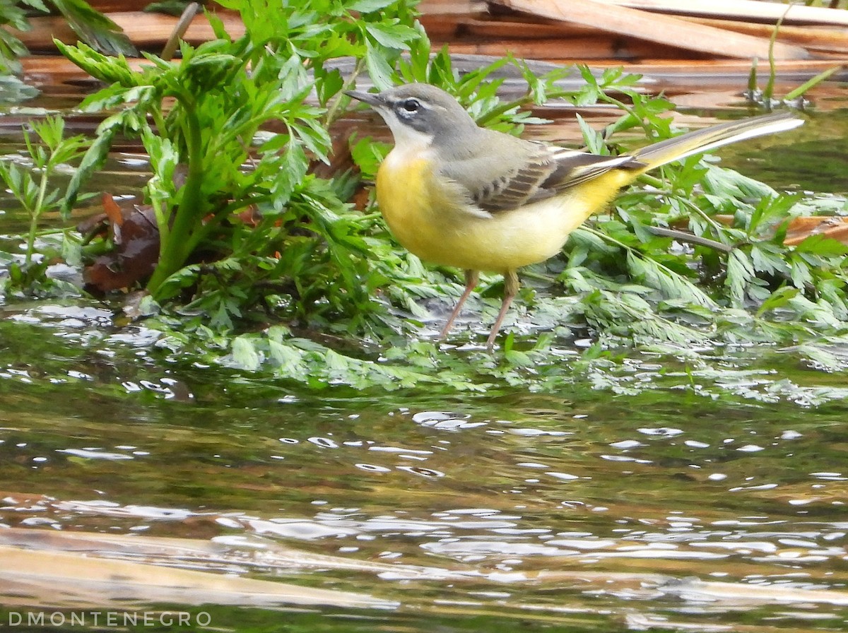 Ballerina gialla - ML626836806