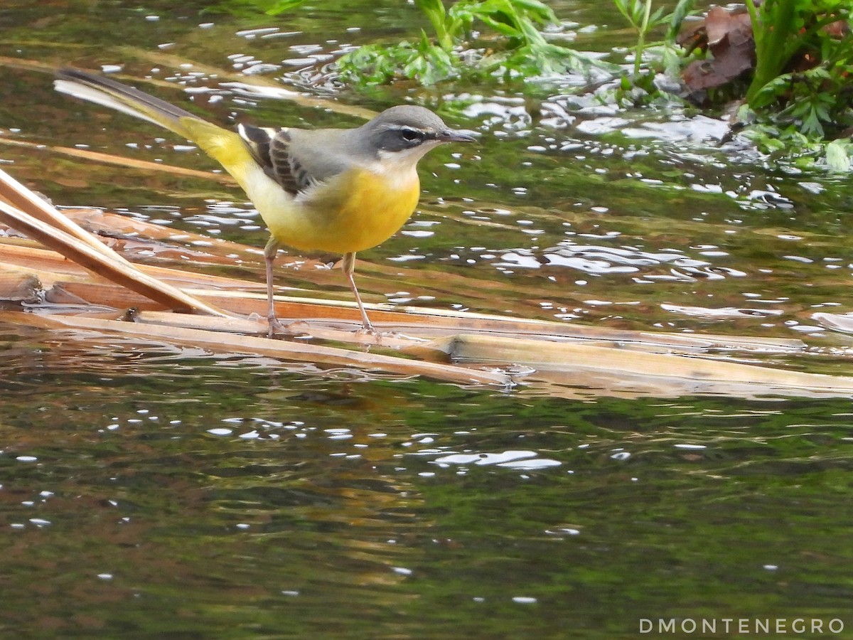 Ballerina gialla - ML626836807