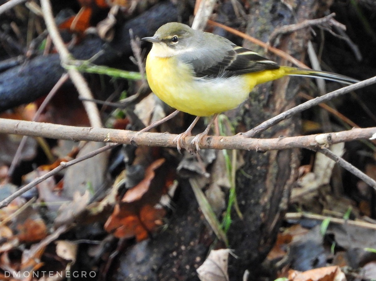 Ballerina gialla - ML626836808