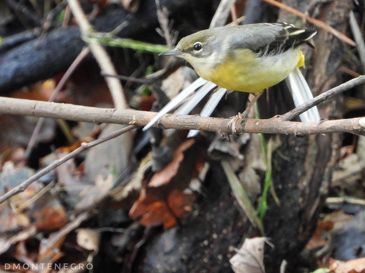 Ballerina gialla - ML626836810