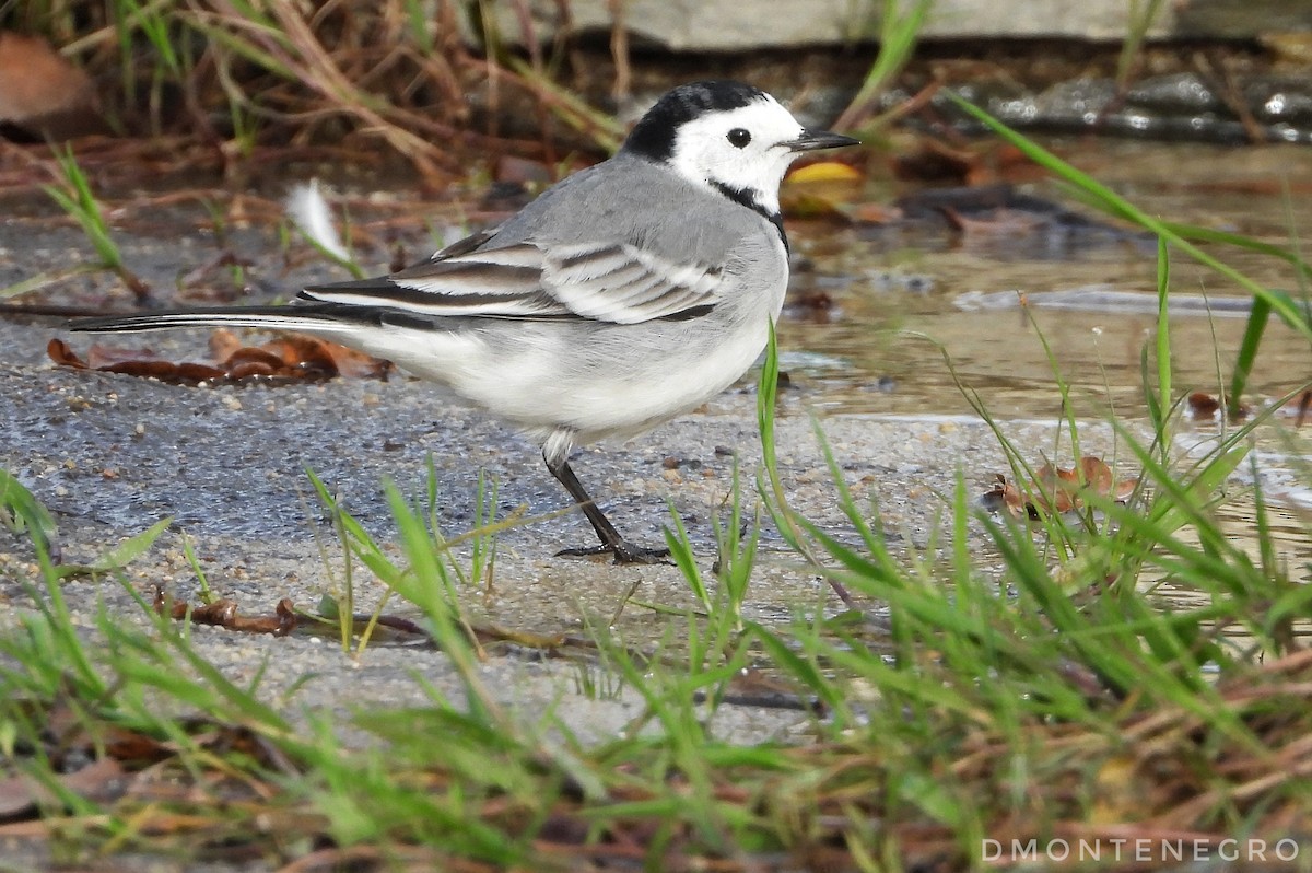 Ballerina bianca - ML626836821